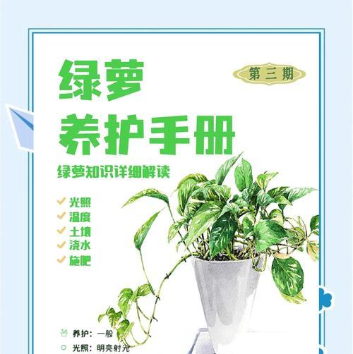 绿萝的养殖方法和常见问题解答？