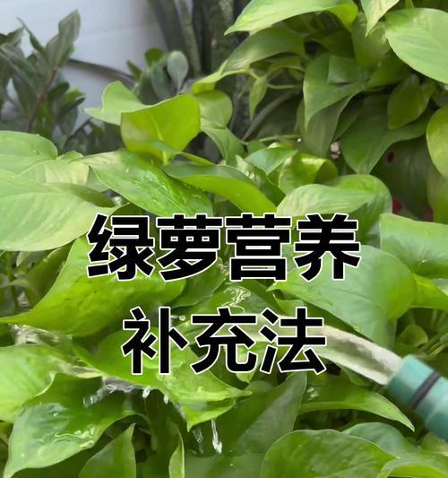绿萝的养殖方法和常见问题解答？