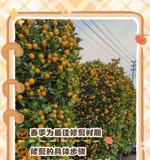 修剪树枝的最佳时间和方法是什么？