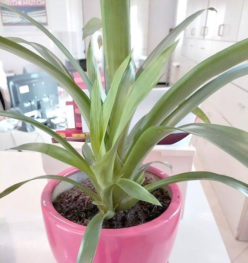 一叶兰生长缓慢怎么办？