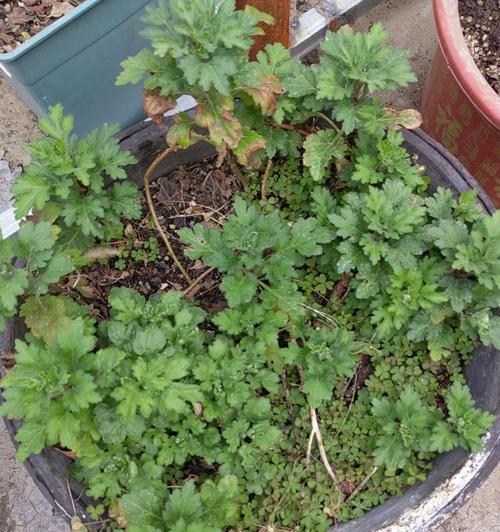 菊花的繁殖方法有哪些？哪种方法最适合家庭种植？