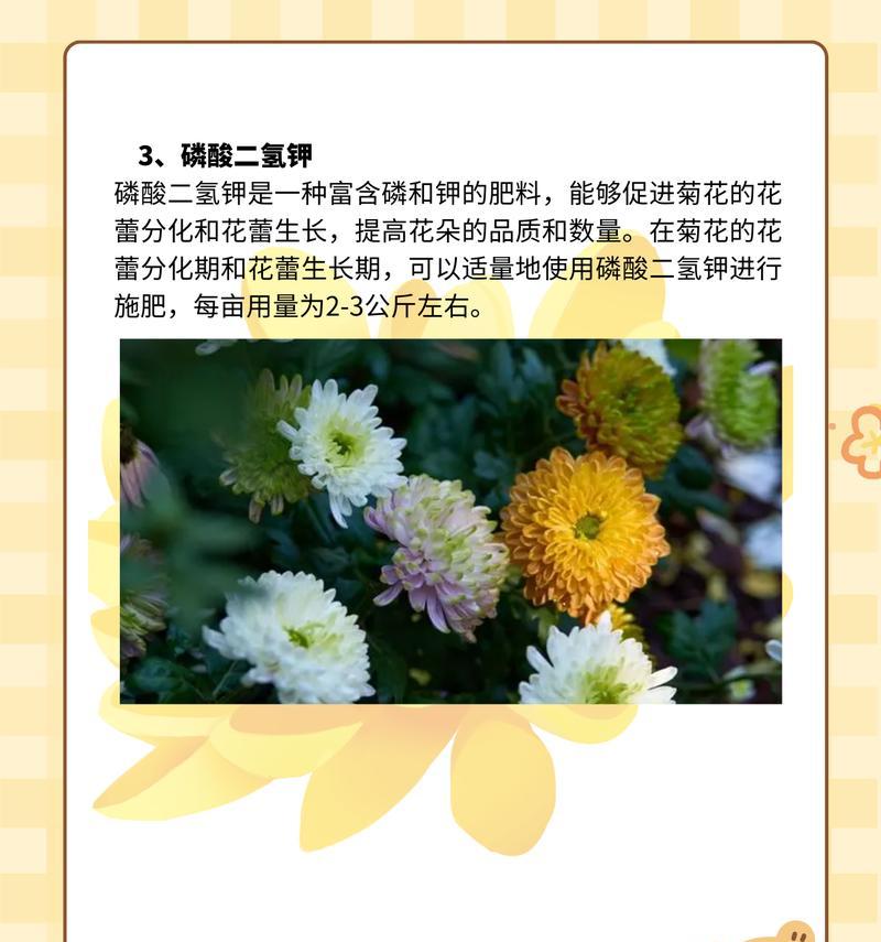 菊花的繁殖方法有哪些？哪种方法最适合家庭种植？