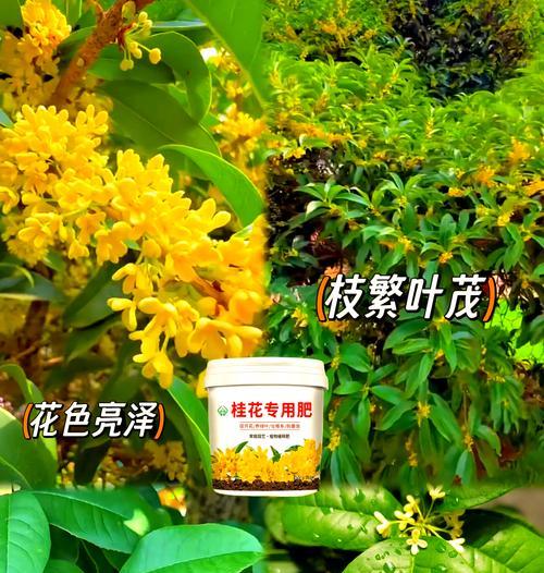桂花树施肥指南：哪种肥料效果最好？