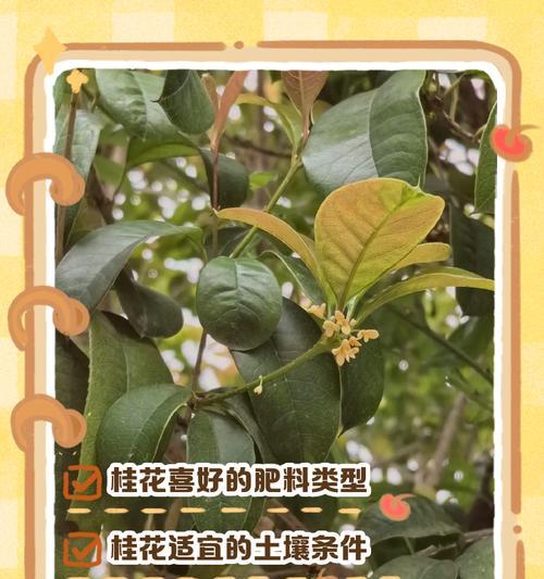 桂花树施肥指南：哪种肥料效果最好？