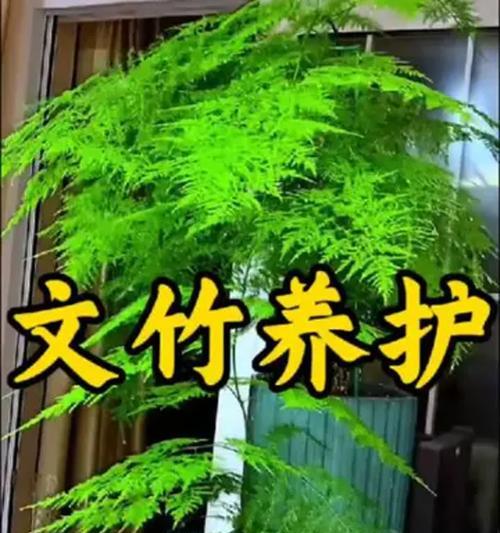 文竹的修剪方法是什么？如何保持文竹的美观？