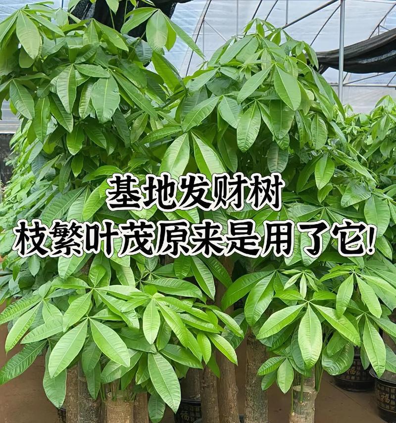 发财树繁殖方法有哪些？