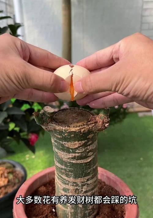 发财树繁殖方法有哪些？