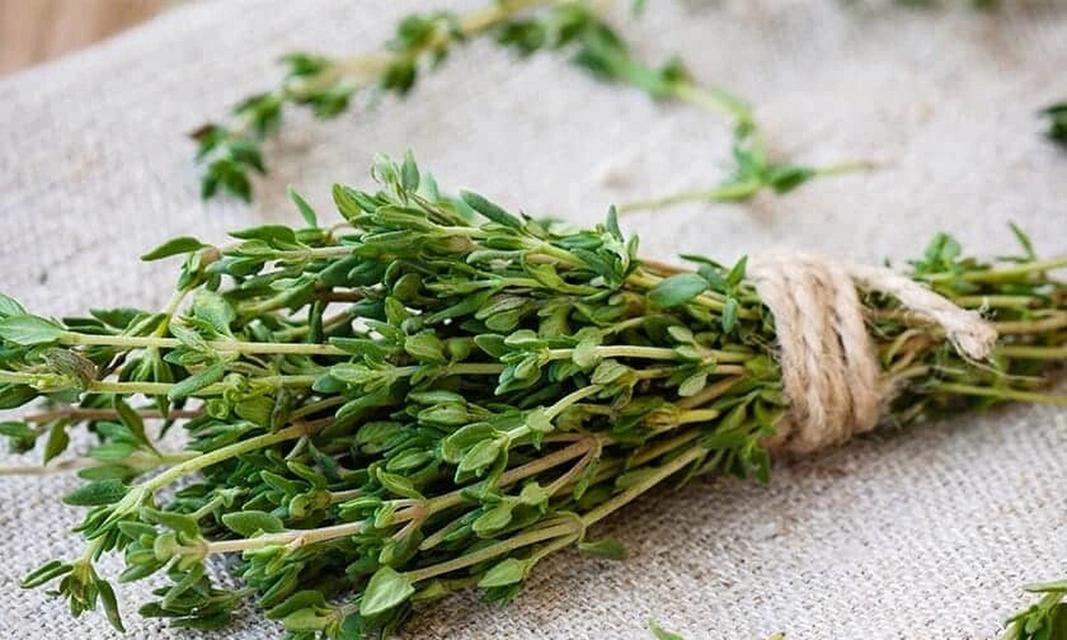 百里香种植的步骤和技巧是什么？
