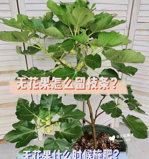 无花果修剪的最佳时机和方法？