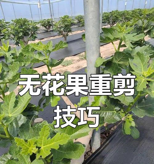 无花果修剪的最佳时机和方法？