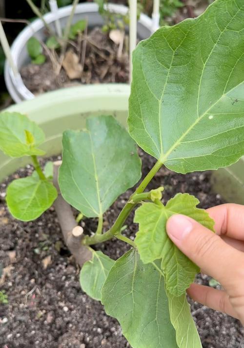 无花果修剪的最佳时机和方法？