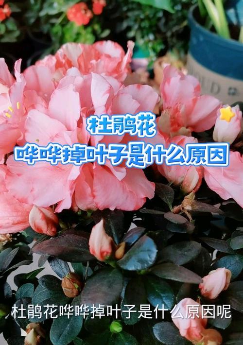 杜鹃花掉叶子是什么原因？如何预防和处理？