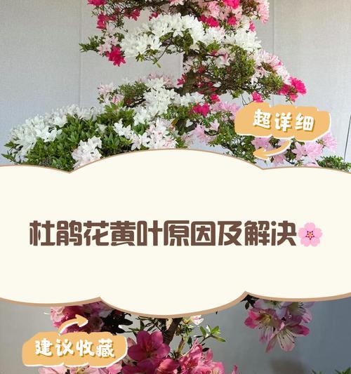 杜鹃花掉叶子是什么原因？如何预防和处理？