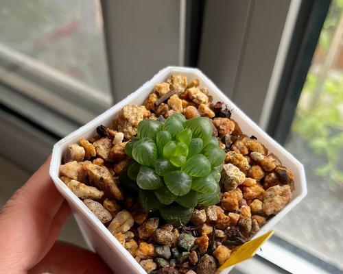 姬玉露种植方法是什么？如何确保姬玉露健康成长？