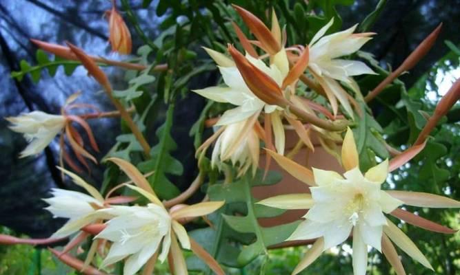 春季适合种植哪些花卉？它们的养护要点是什么？