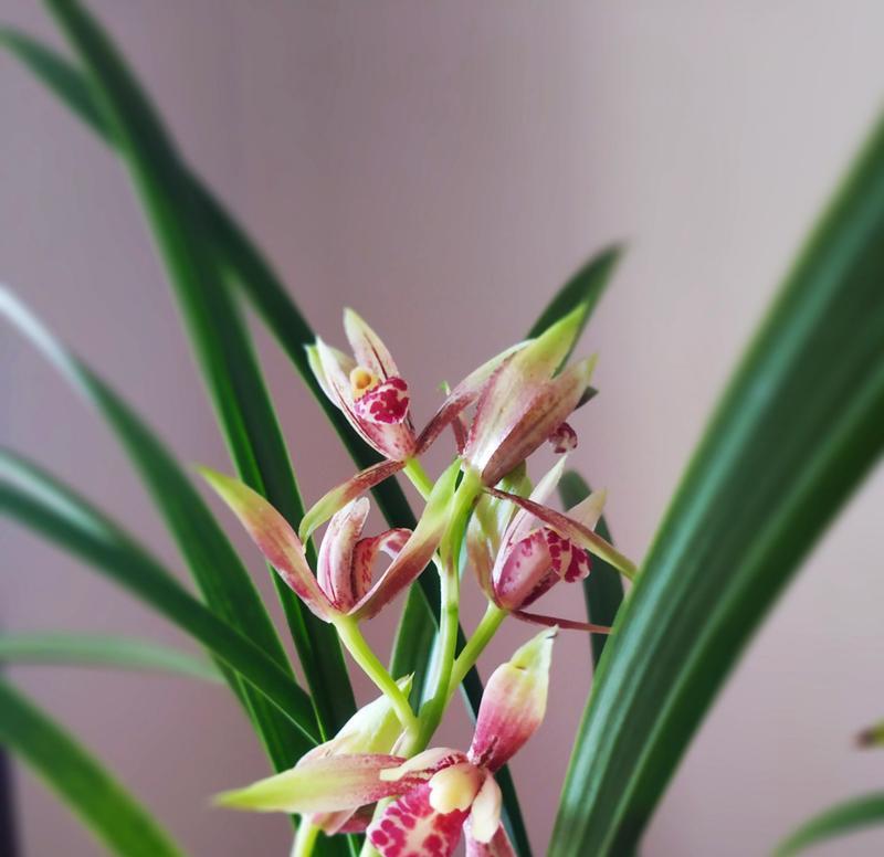兰花是什么植物？为什么被称为花中君子？