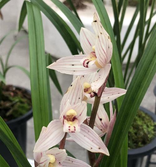 兰花是什么植物？为什么被称为花中君子？