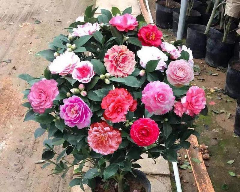 花卉种类有哪些？如何选择和养护？