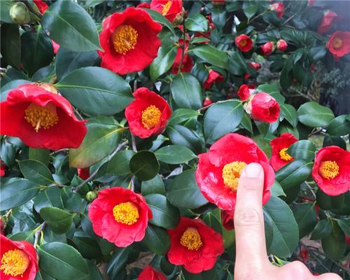 耐冬花的品种有哪些？耐冬花的品种如何选择？
