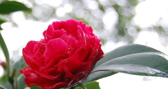 耐冬花的品种有哪些？耐冬花的品种如何选择？