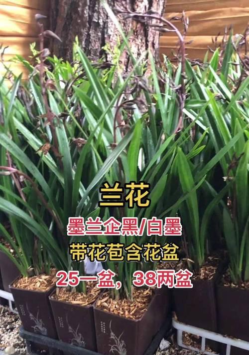 哪种兰花品种比较好对？如何挑选？