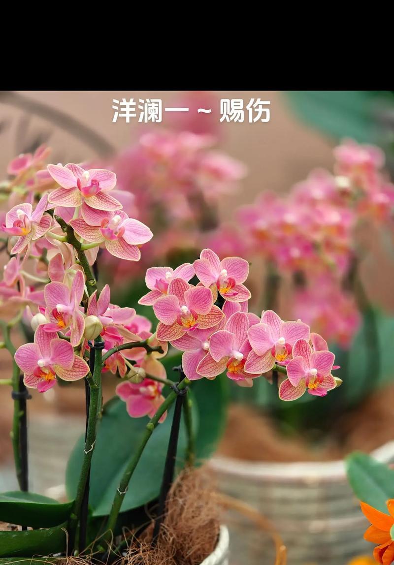 哪种兰花品种比较好对？如何挑选？