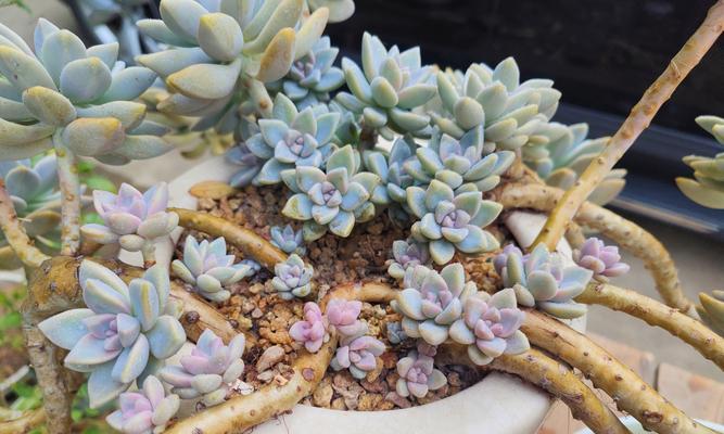 淡雪多肉植物养殖技巧有哪些？