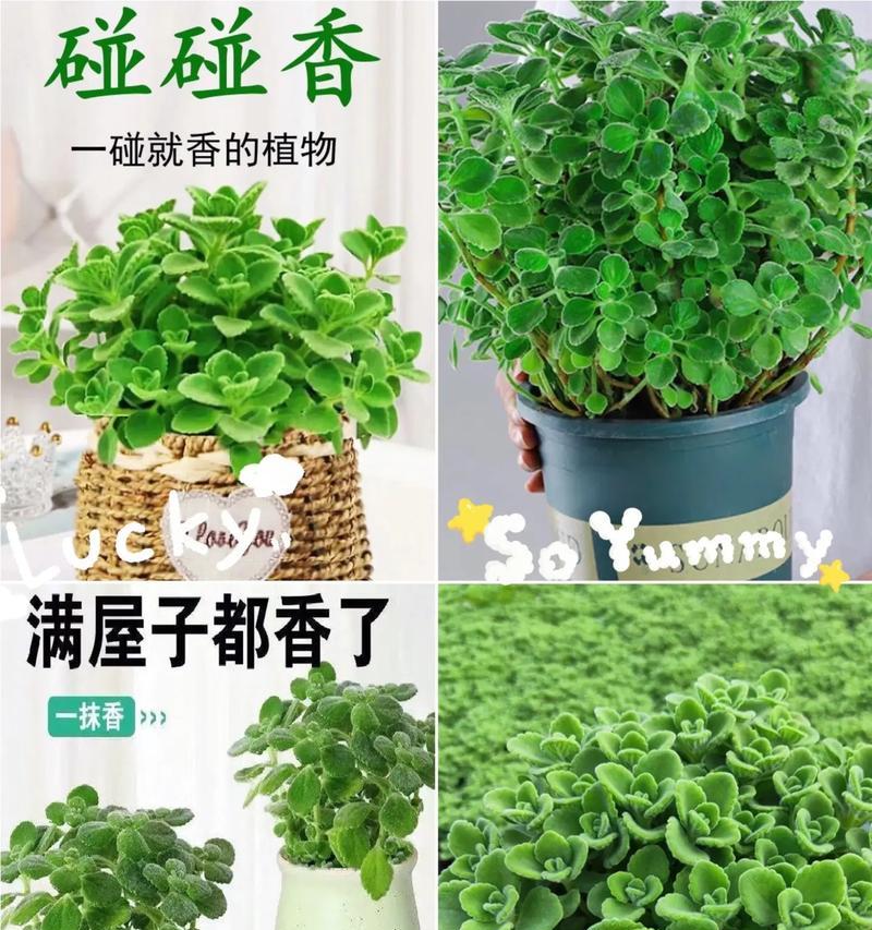 碰碰香移植的最佳季节和步骤是什么？