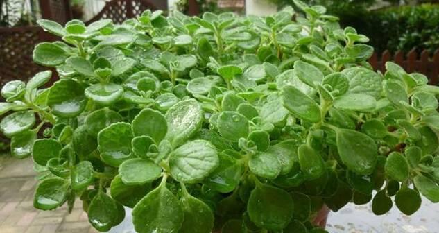 碰碰香移植的最佳季节和步骤是什么？