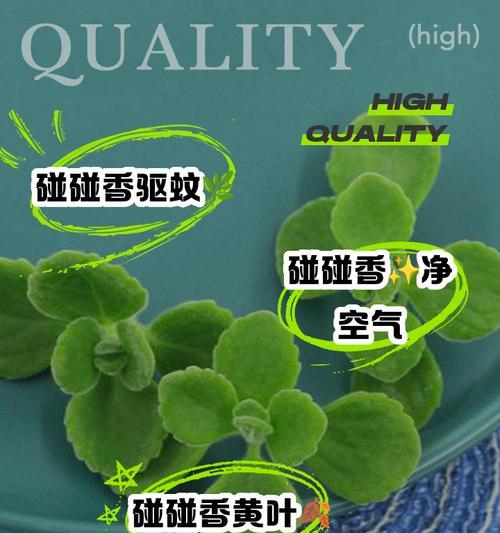 碰碰香移植的最佳季节和步骤是什么？