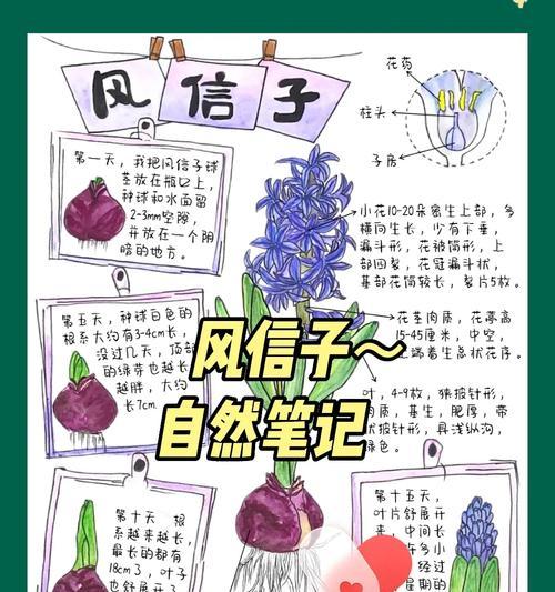 风信子养殖的正确方法和常见问题解答？