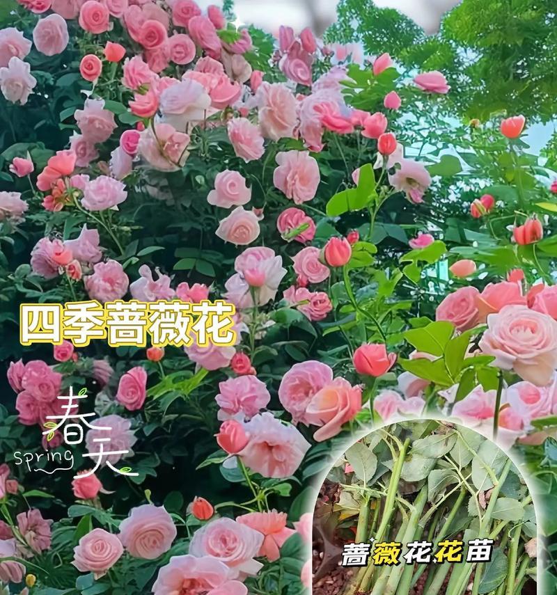 蔷薇花种子什么时候种？蔷薇花种子的最佳播种时间是什么时候？
