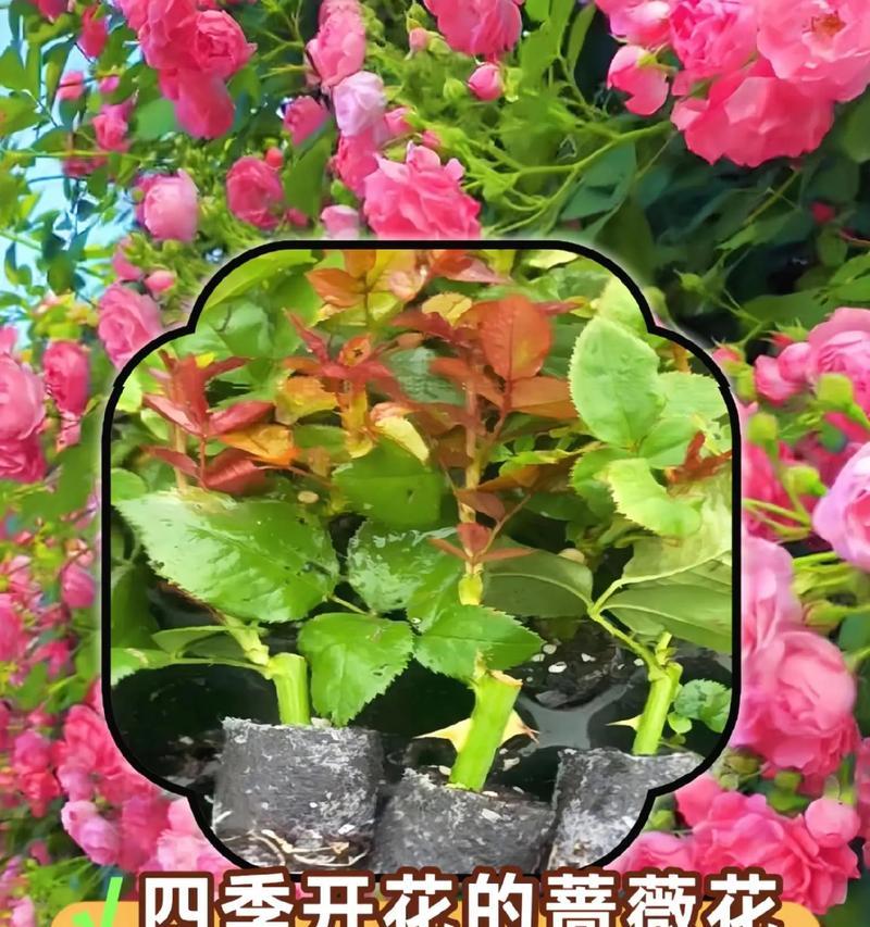蔷薇花种子什么时候种？蔷薇花种子的最佳播种时间是什么时候？