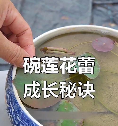 碗莲种植步骤是什么？碗莲种植中应注意哪些问题？