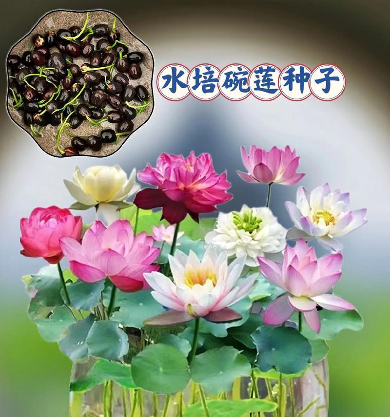碗莲种植步骤是什么？碗莲种植中应注意哪些问题？