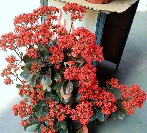 长寿花颜色种类有哪些？哪种颜色最受欢迎？