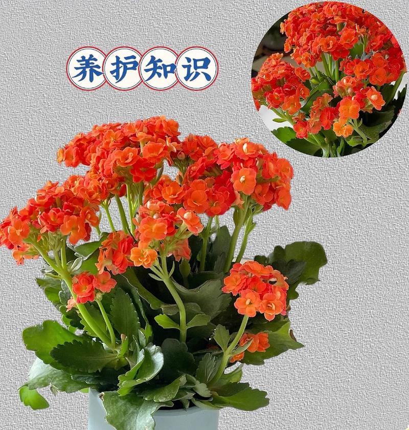 长寿花颜色种类有哪些？哪种颜色最受欢迎？