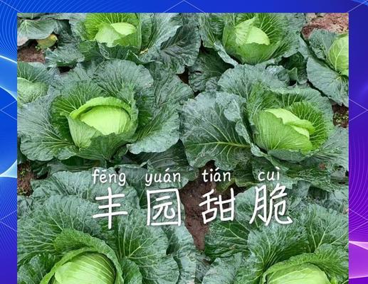 甘蓝有哪些新品种？甘蓝新品种选择的常见问题是什么？