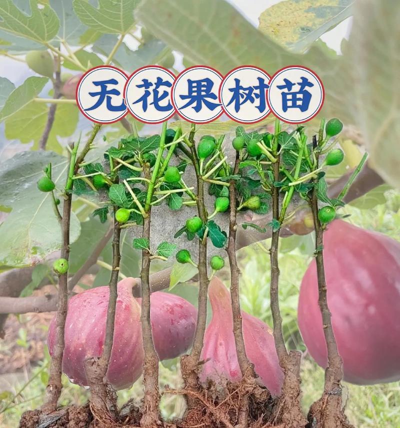 无花果的花长什么样子？它的花有何特点？