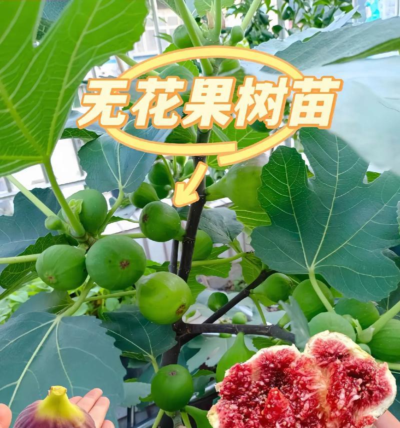 无花果的花长什么样子？它的花有何特点？