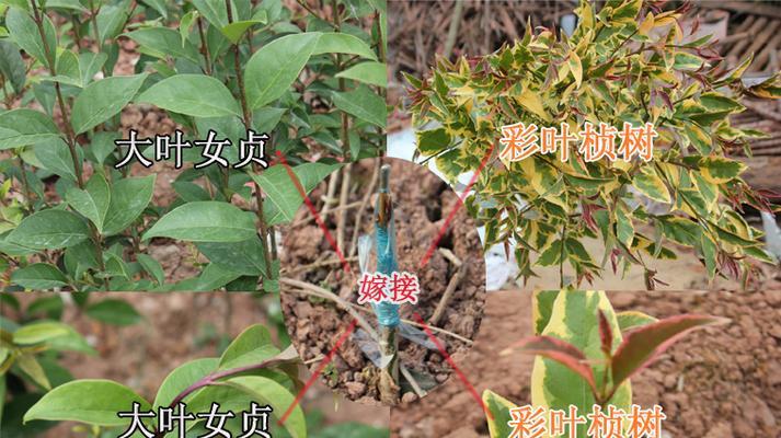 植物嫁接技巧有哪些？