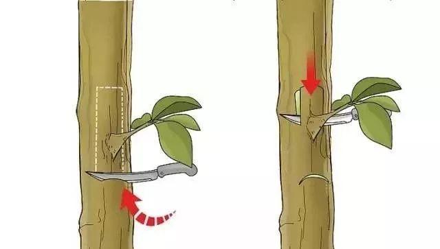 植物嫁接技巧有哪些？