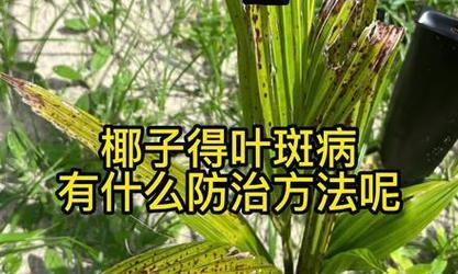 叶斑病的原因是什么？如何解决叶斑病的问题？