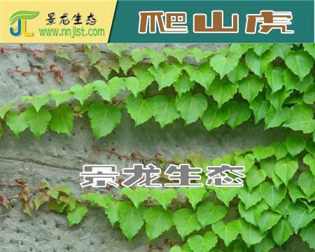 爬山虎种子催芽的步骤和注意事项是什么？