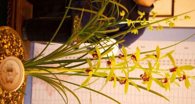 兰花品种如何区分？兰花品种分别的技巧是什么？