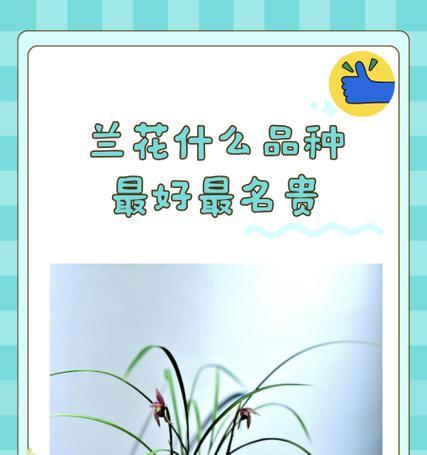 兰花品种如何区分？兰花品种分别的技巧是什么？