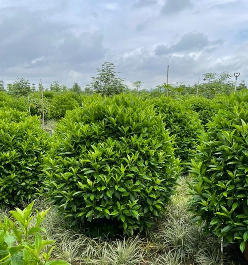 非洲茉莉种植方法是什么？