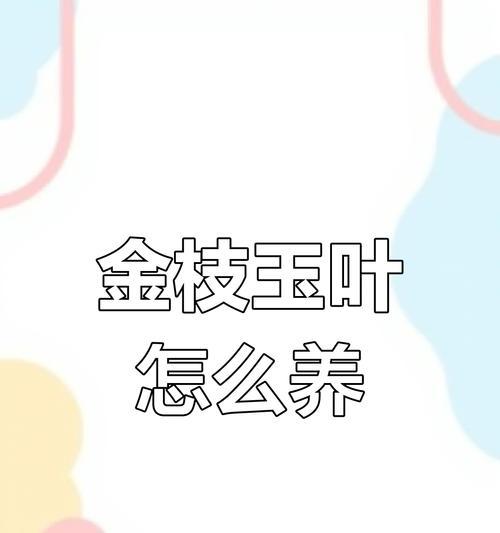 金枝玉叶浇水的正确频率是多少？