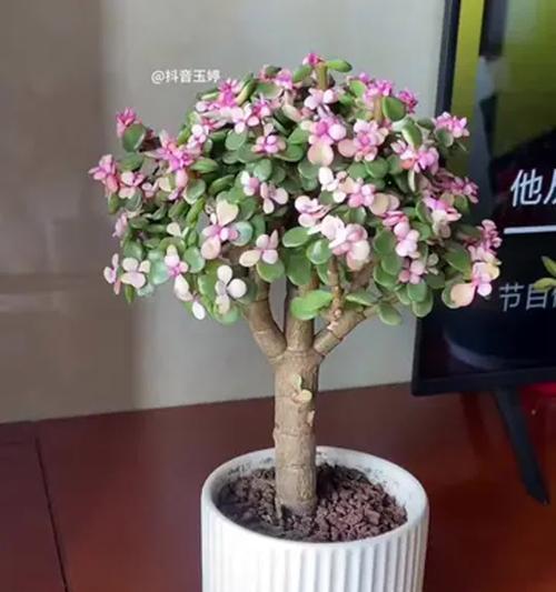 金枝玉叶浇水的正确频率是多少？