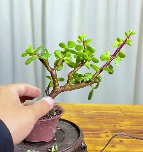 金枝玉叶浇水的正确频率是多少？
